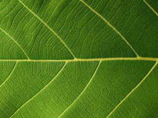 texture of green teak leaf