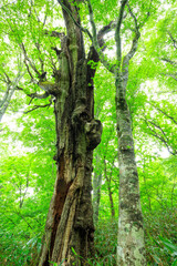 Obraz premium tree in the forest