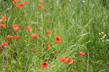 Blumenwiese mit rotem Mohn