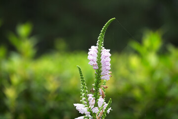 Fake faucet flower outdoors