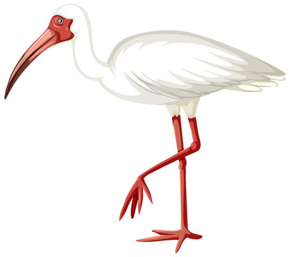 recommend clip art: White Ibis in cartoon style on white background