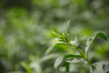 Fake faucet flower plant leaves