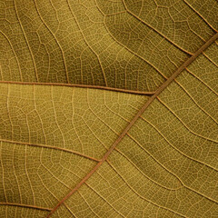 Fototapeta na wymiar dry brown leaf texture ( teak leaf )