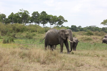 Obraz premium big male tusked elephant