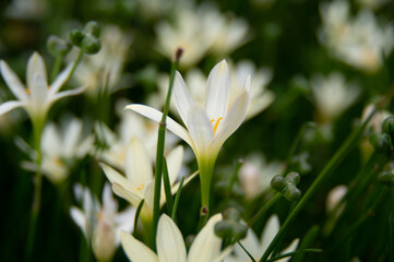台風花というニックネームのゼフィランサス