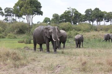 Obraz premium elephants in masai mara