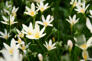 台風花というニックネームのゼフィランサス