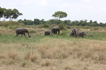 herd of elephants in the African jungle