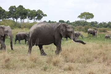 Obraz premium elephants in the savannah