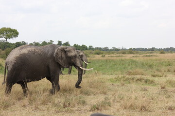 Fototapeta premium muddy tusked elephants in the African jungle