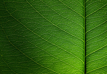 close up green leaf of golden shower ( Cassia fistula L.)
