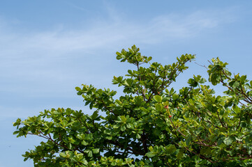 モモタマナの木