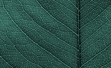 close up vien of leaf texture, abstract background