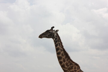Obraz premium half photographed of a giraffe against the blue sky