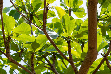 モモタマナの木