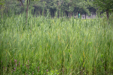 Reed Swing in the Wild