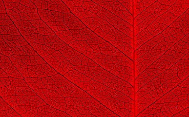 close up vein of red leaves texture