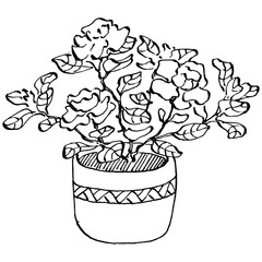 Home Plant in pots sketch. Outline drawing isolated  illustration of growing flowers in a hanging plant for interior home or office decoration. Vector of garden flowers.