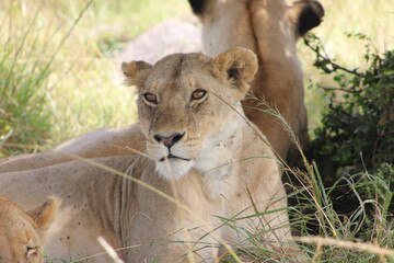 lion cub and lioness