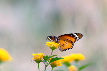 Danaus chrysippus, also known as the plain tiger, African queen, or African monarch, is a medium-sized butterfly widespread in Asia, Australia and Africa. It belongs to the Danainae  