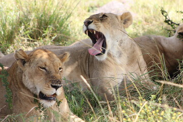 Fototapeta na wymiar big mouth of a lion