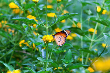 Danaus chrysippus, also known as the plain tiger, African queen, or African monarch, is a medium-sized butterfly widespread in Asia, Australia and Africa. It belongs to the Danainae  