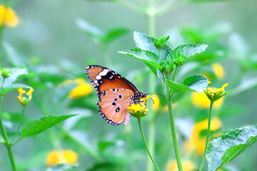 Danaus chrysippus, also known as the plain tiger, African queen, or African monarch, is a medium-sized butterfly widespread in Asia, Australia and Africa. It belongs to the Danainae  