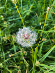 white dandelion on grass background