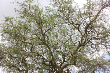 branches against sky