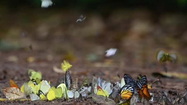Butterflies Assorted and Colorful, seen flying around and others on the ground feeding on minerals, some yellow, others orange, tiny ones also flying around during a lovely sunny morning.
