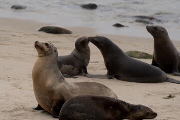 Fototapeta premium Group of sea lions socializing near La Jolla Cove