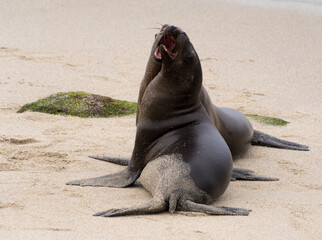 A couple of fighting sea lions near La Jolla Cove