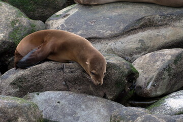 Seal pup on rocks near La Jolla Cove