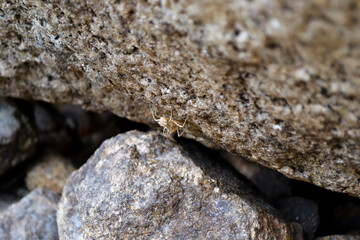 Camouflaged insect on rock texture.