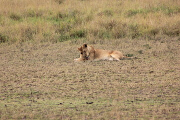 Fototapeta na wymiar lioness licking itself in the wild 