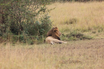 male lion sitting near a bush