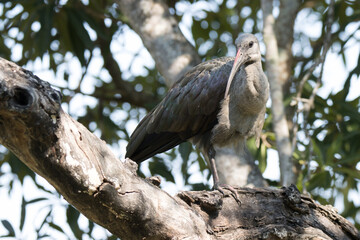 Kruger National Park: Birds - Hadeda Ibis