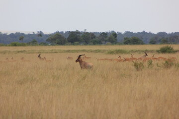 Fototapeta na wymiar blue wildebeest in the savannah
