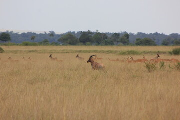 Fototapeta na wymiar deer seen from far off amongst the golden yellow tall grass of the African jungle