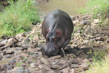 hippopotamus searching for food
