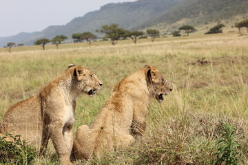 two lionesses seen in the African jungle