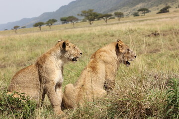 Fototapeta na wymiar closeup of two lionesses 