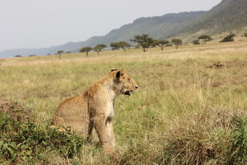 Fototapeta na wymiar lioness watching its prey 
