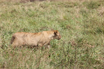 a lionesses side seen in the grassy ground