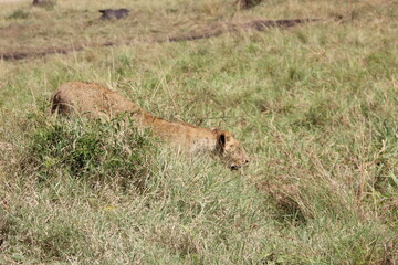 lion cub in the savannah