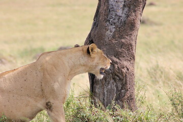 a side view of a lioness with its teeth seen