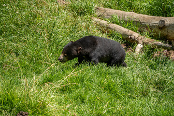 Walking Sun Bear