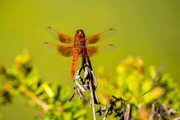 Red Dragonfly Macro