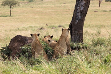 a few lionesses in group with their back sides in view