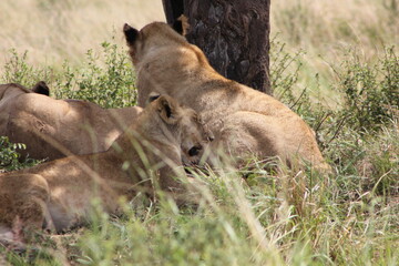 three lionesses squatting on the ground with their back sides in view